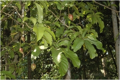 Barringtonia racemosa